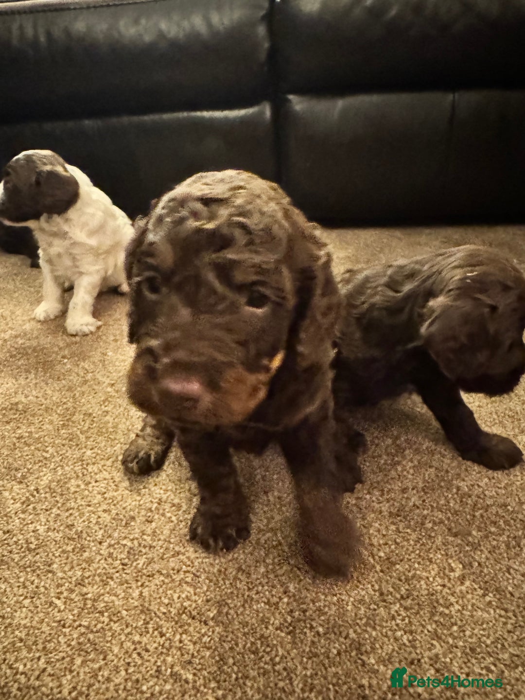 Cockapoo dogs for sale: Cockapoo Puppies F2 - Image 7