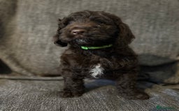 Cockapoo dogs for sale: Gorgeous cockapoo puppies  - Image 12
