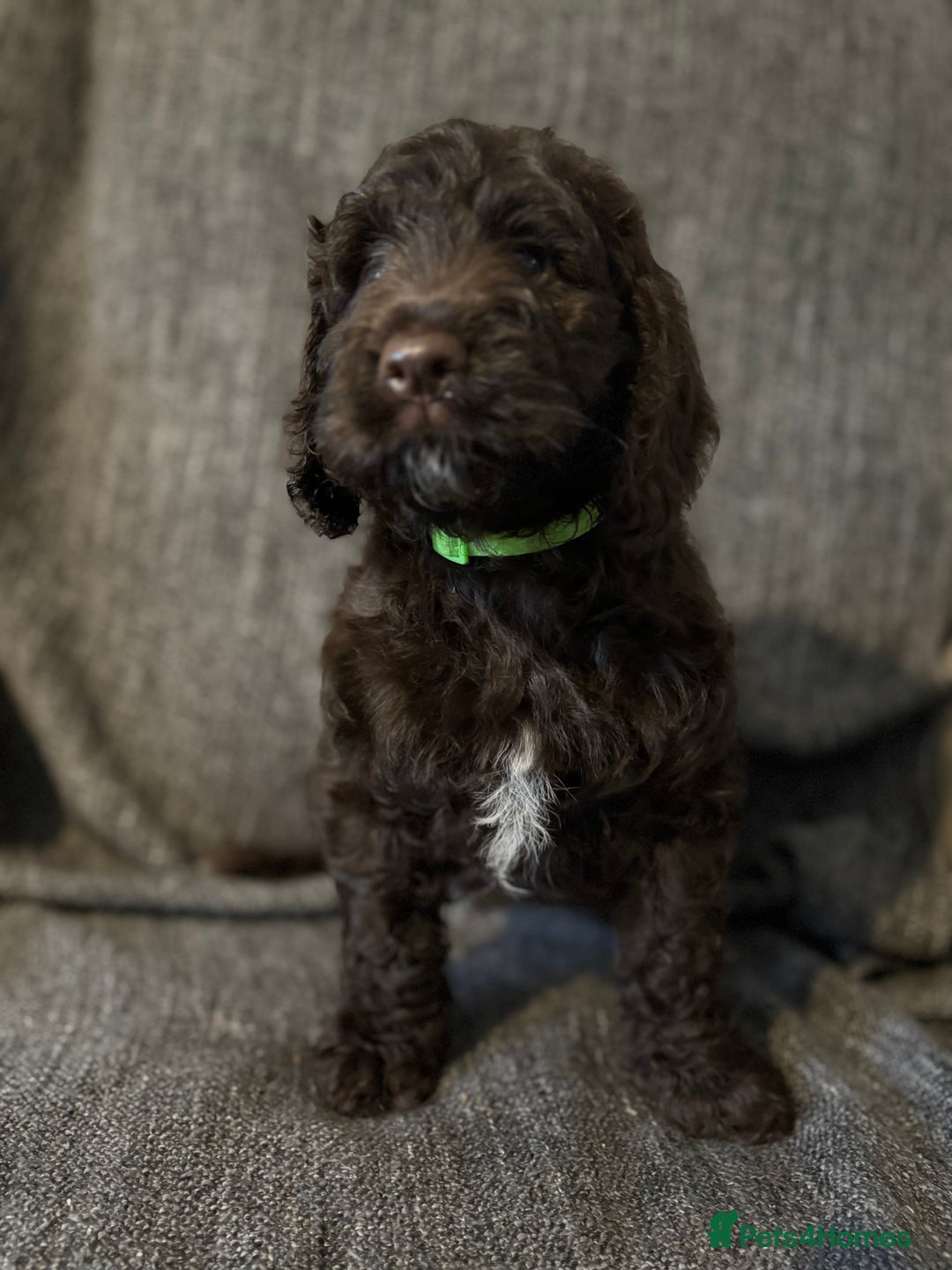 Cockapoo dogs for sale: Gorgeous cockapoo puppies  - Image 12