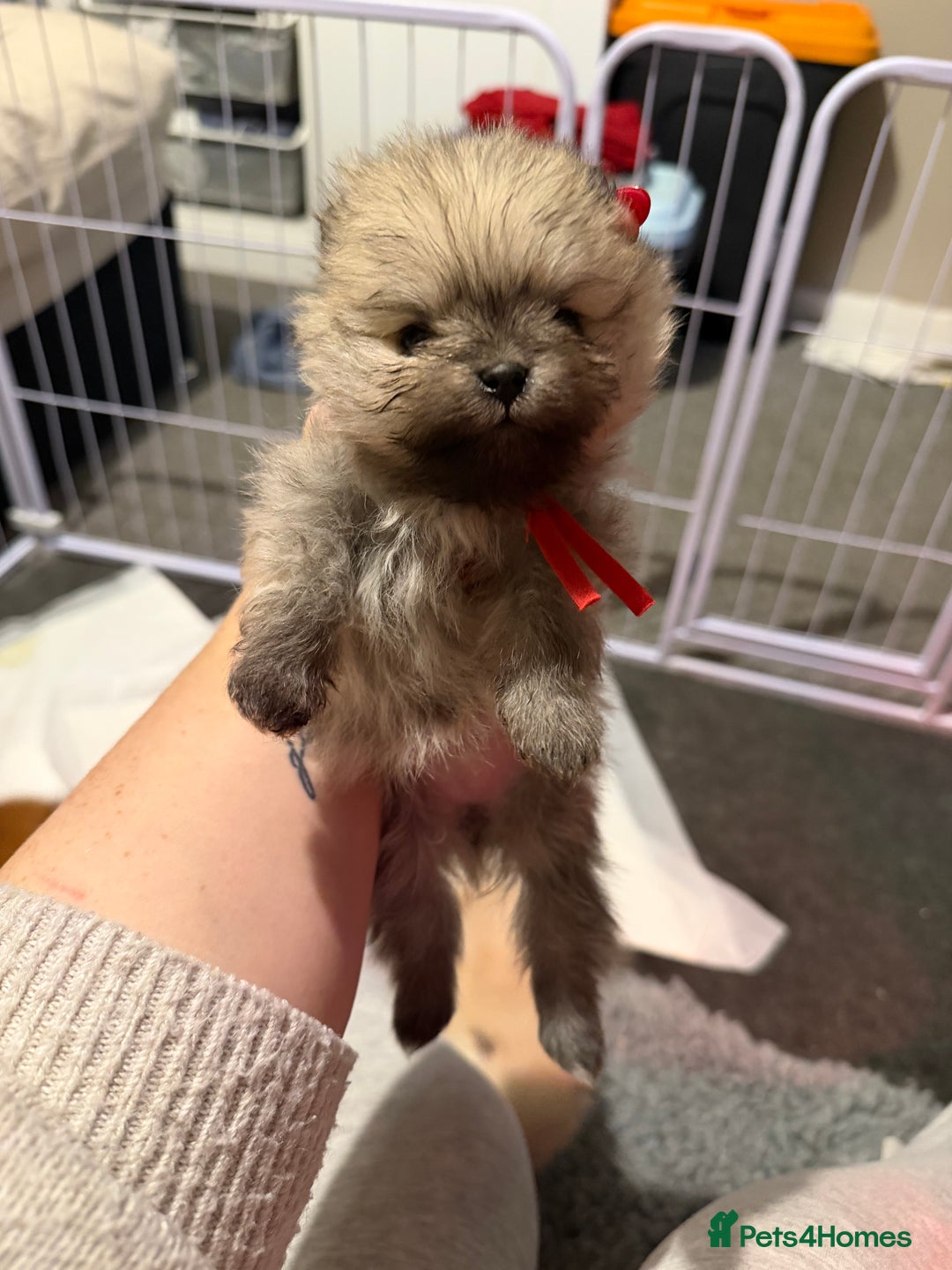 Pomeranian dogs for sale: Kc Pomeranians  - Advert 17