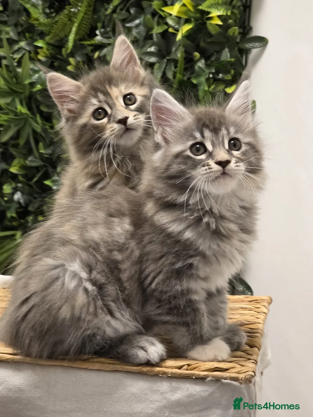 Maine Coon cats for sale: BEAUTIFUL MAINE COON KITTENS - Advert 19