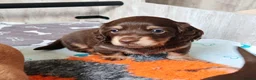 Miniature Dachshund dogs for sale: Exceptional Miniature Dachshunds Babies in Littleborough - Advert 6