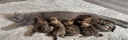 Bengal cats for sale: Stunning beautiful natured bengal cross kittens - Advert 12