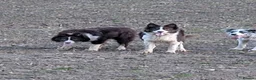 Border Collie dogs for sale: Inka long coated red and white isds registered  - Advert 2