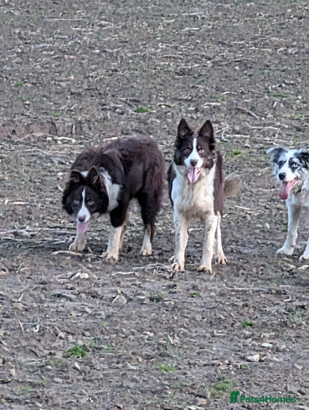 Border Collie dogs for sale: Inka long coated red and white isds registered  - Advert 2