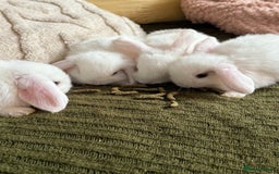 Mini Lop rabbits for sale: Pure white mini Loop female ready to leave!!  - Image 4