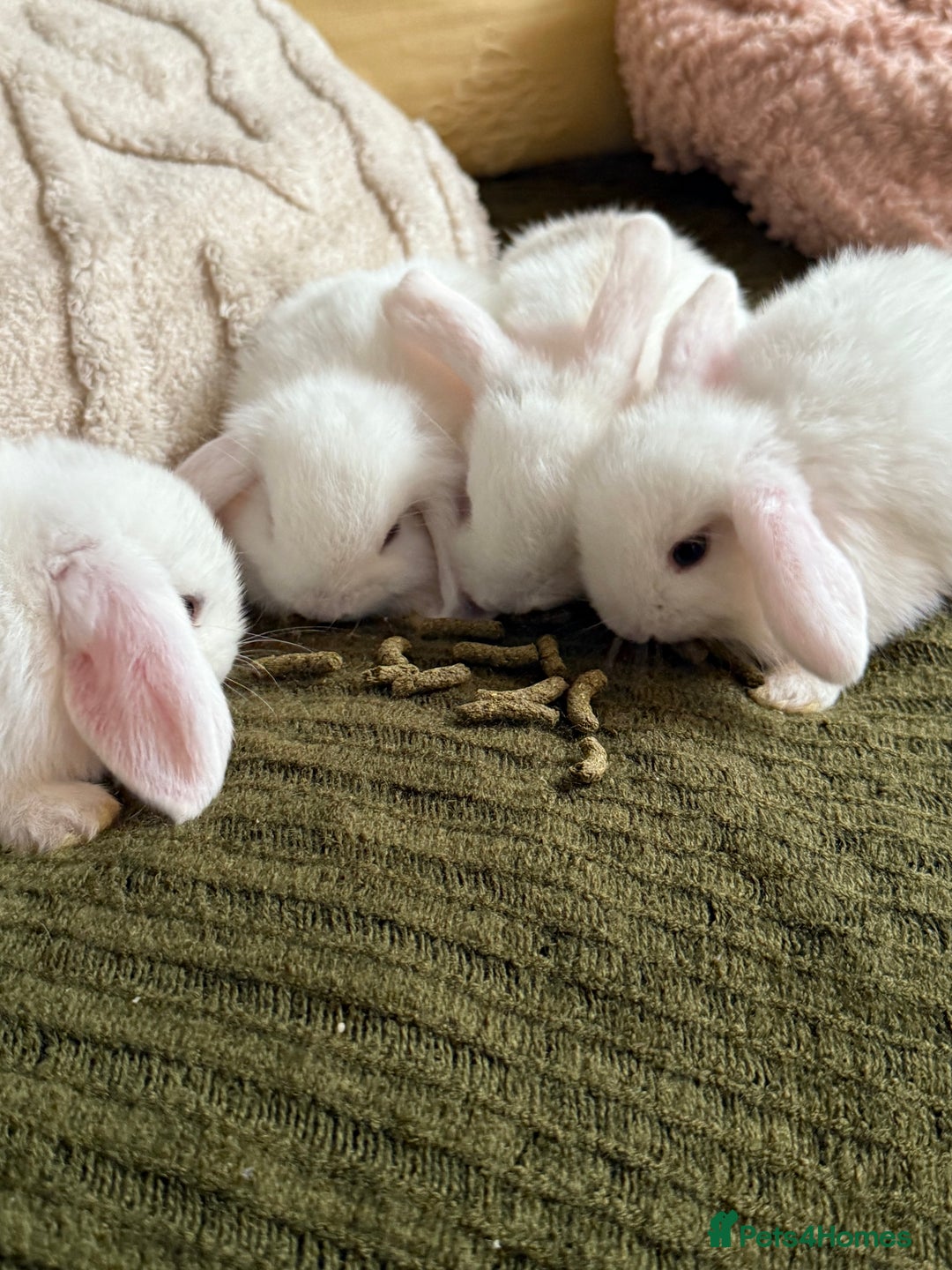 Mini Lop rabbits for sale: Pure white mini Loop female ready to leave!!  - Image 4
