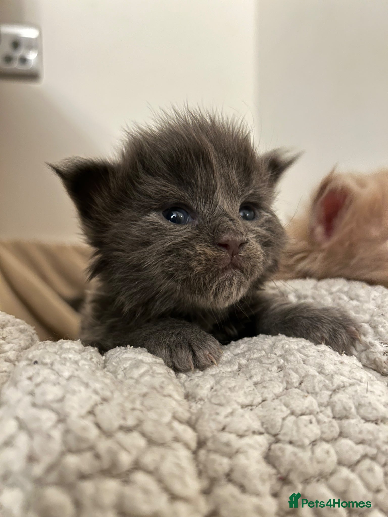 Maine Coon cats Exceptional blue-smoke Maine Coon Kittens 🔥  - Advert 14