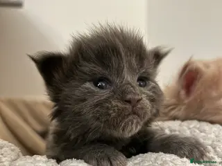 Maine Coon cats Exceptional blue-smoke Maine Coon Kittens 🔥 - Advert 14
