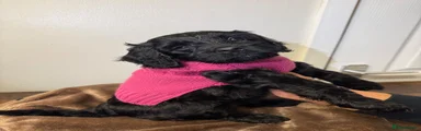 Pink girl 