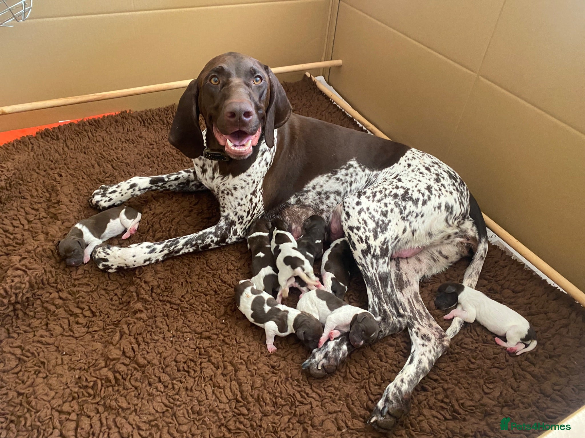 German Shorthaired Pointer dogs KC registered German shorthaired pointer puppies - Advert 7