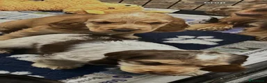 Cocker Spaniel 2