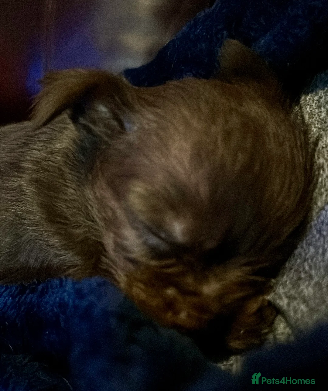 Chihuahua dogs for sale: X2 Gorgeous Chihuahua little ladies - Advert 18