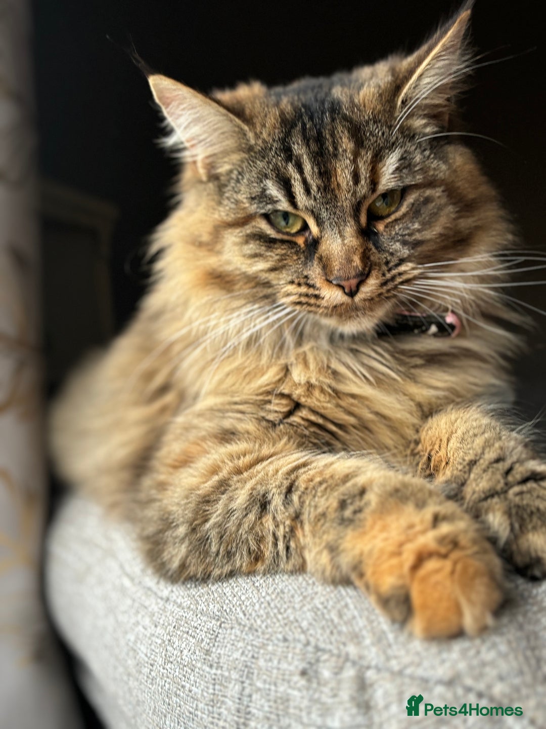 Siberian cats for sale: Siberian x kittens  - Image 15