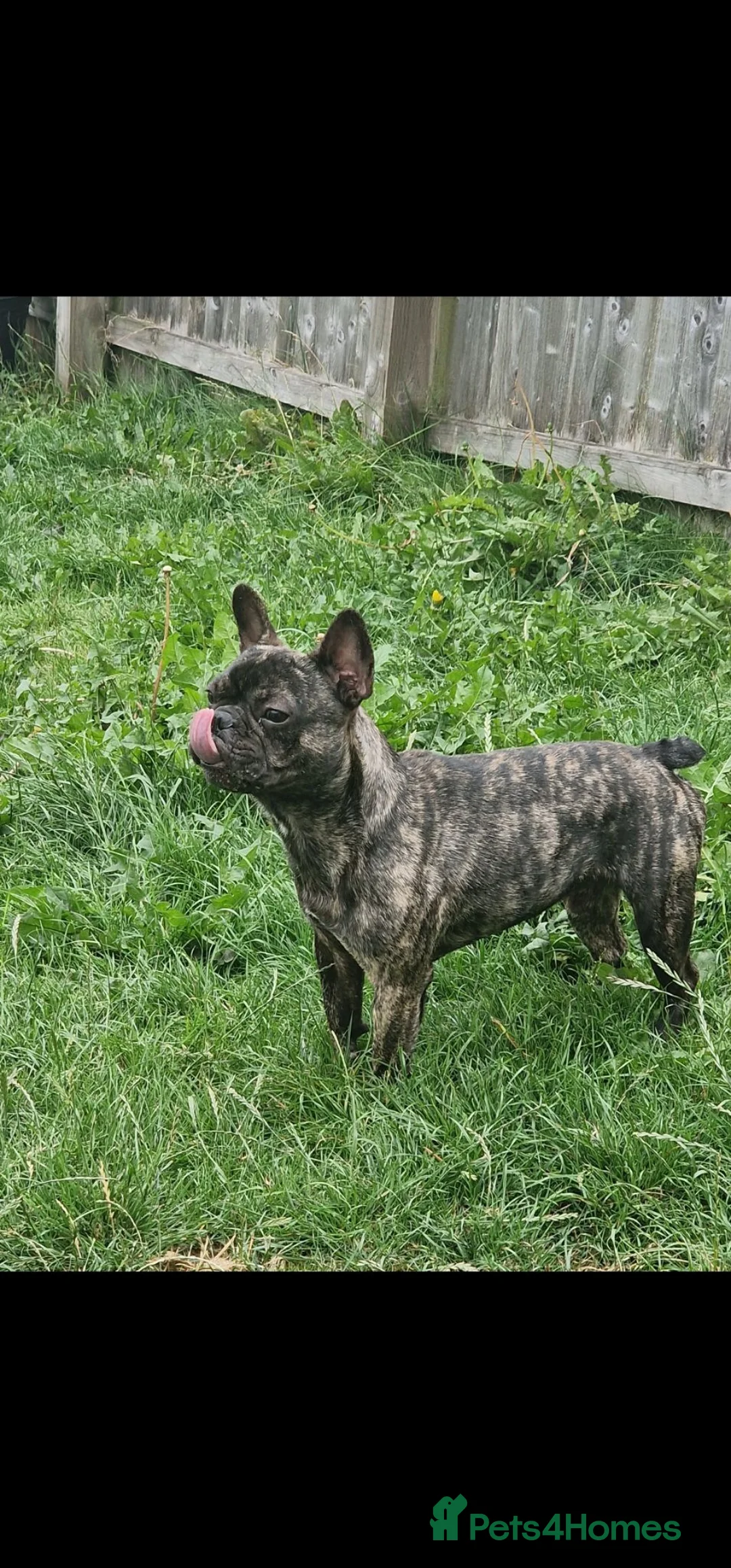 French Bulldog dogs for sale: 8 month old Male French Bulldoh - Advert 2