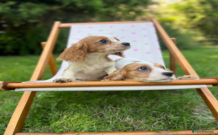 Cavalier King Charles Spaniel dogs - Advert 16