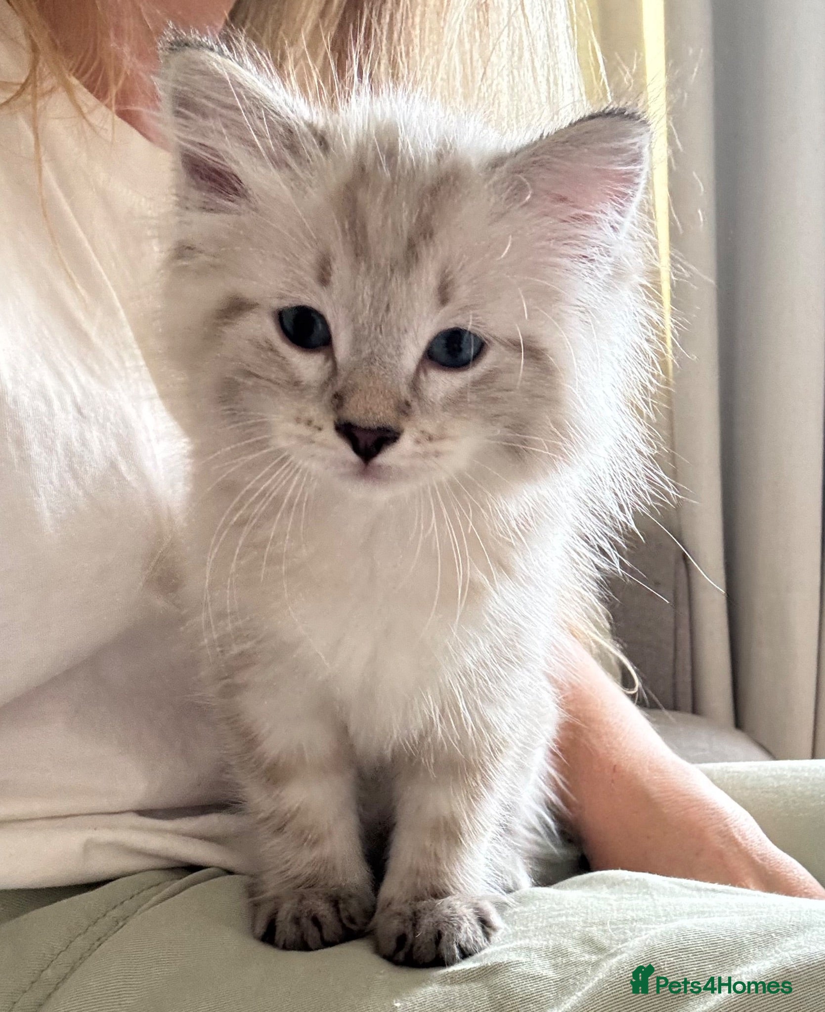 Ragdoll cats ✨ READY SOON ✨ Ragdoll Siberian Kittens - Advert 1