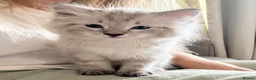 Ragdoll cats for sale: ✨ READY SOON ✨ Ragdoll Siberian Kittens - Advert 1