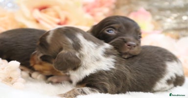 Miniature Dachshund dogs - Advert 12