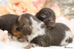 Miniature Dachshund dogs - Advert 2