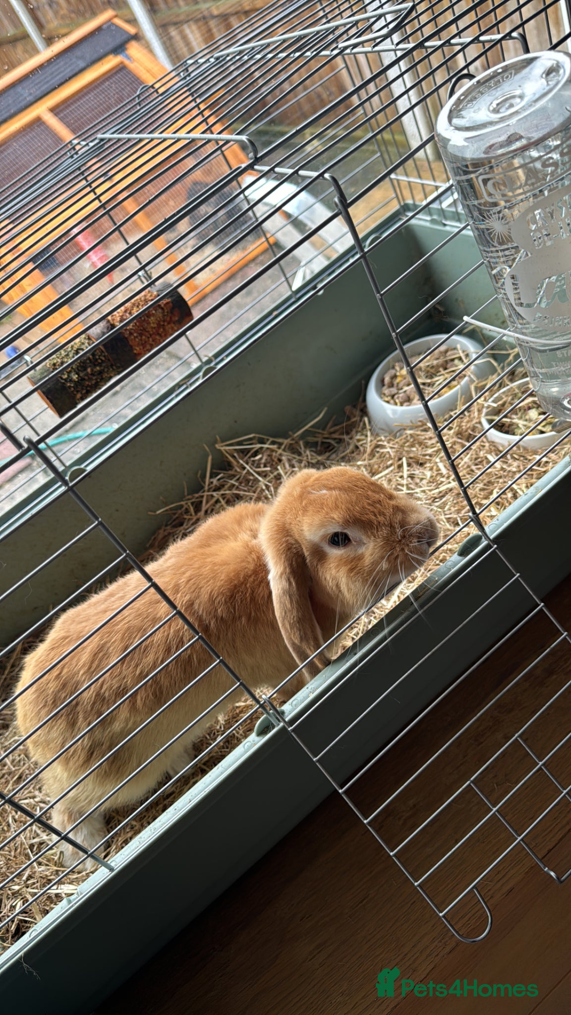 Mini Lop rabbits Male and female rabbit up for sale  - Advert 5