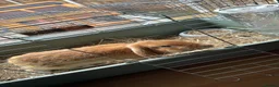 Mini Lop rabbits for sale: Male and female rabbit up for sale  - Advert 1
