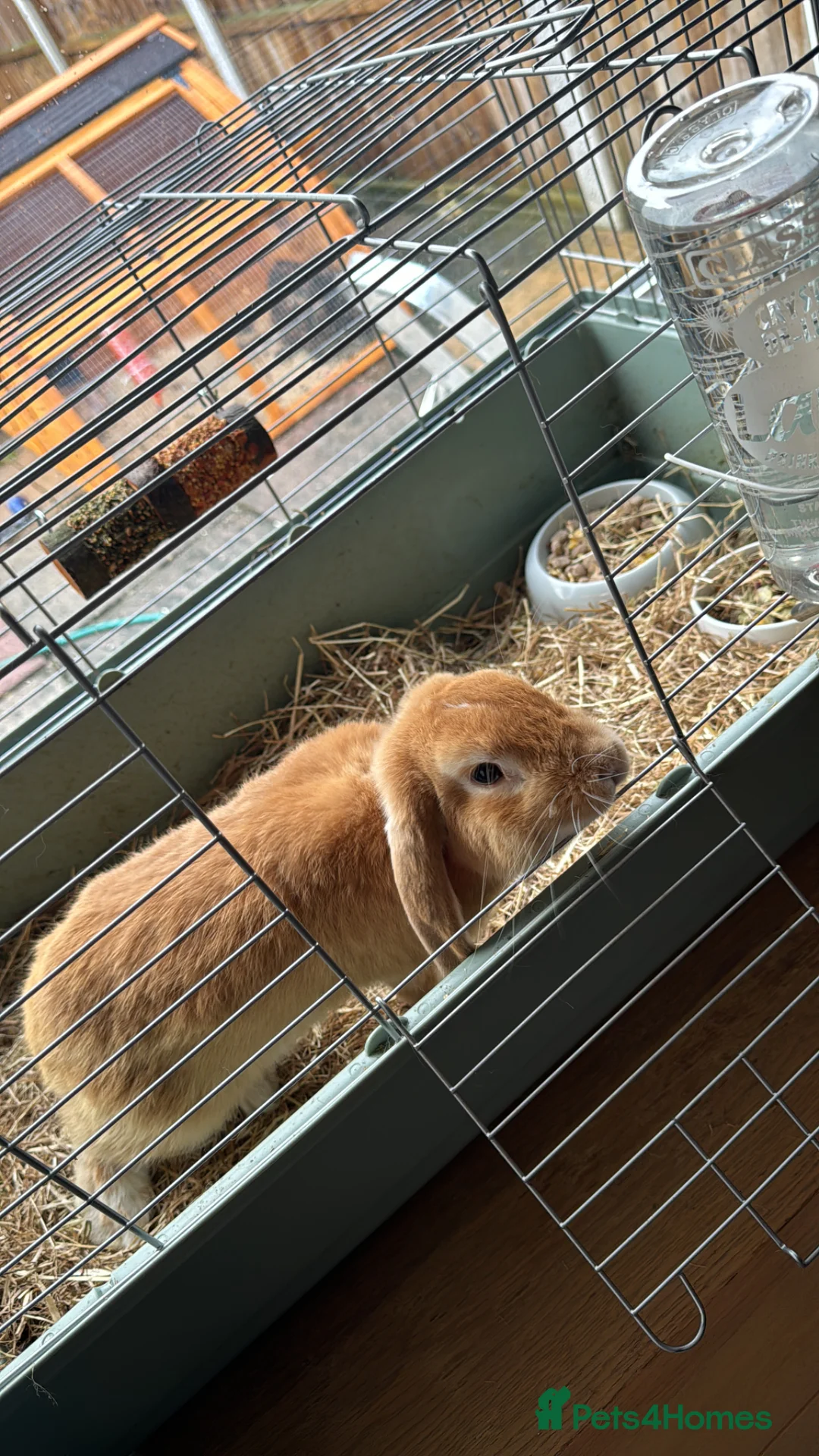 Mini Lop rabbits for sale: Male and female rabbit up for sale  - Advert 1
