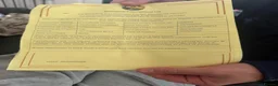 Tortoise reptiles for sale: Horsfield tortoises  - Advert 2