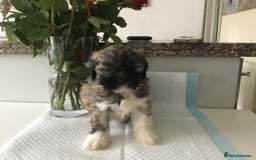 Lhasa Apso dogs for sale: Beautiful KC registered Lhasa Apso puppies.  - Image 10