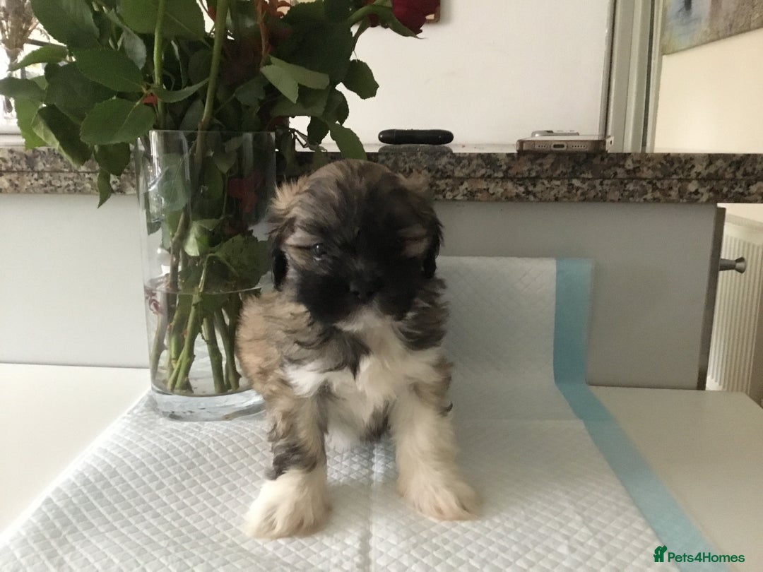 Lhasa Apso dogs for sale: Beautiful KC registered Lhasa Apso puppies.  - Image 10