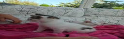 Mixed Breed cats for sale: Female kittens 14 weeks old  - Advert 5