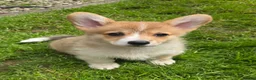 Welsh Corgi Pembroke dogs for sale: Pembroke Corgi Puppies - Ready Now - Advert 4