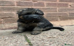 German Shepherd dogs for sale: Long Haired GSD Puppies. Only 1 boys LEFT!  - Image 30