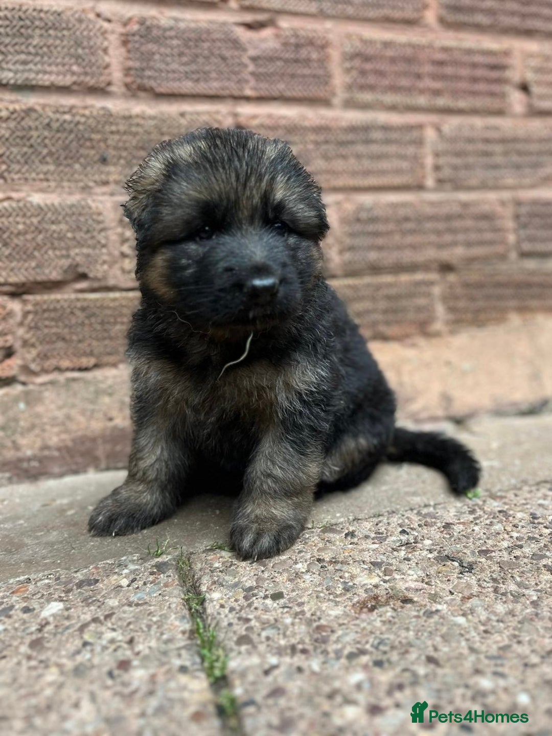 German Shepherd dogs for sale: Long Haired GSD Puppies. Only 1 boys LEFT!  - Image 30