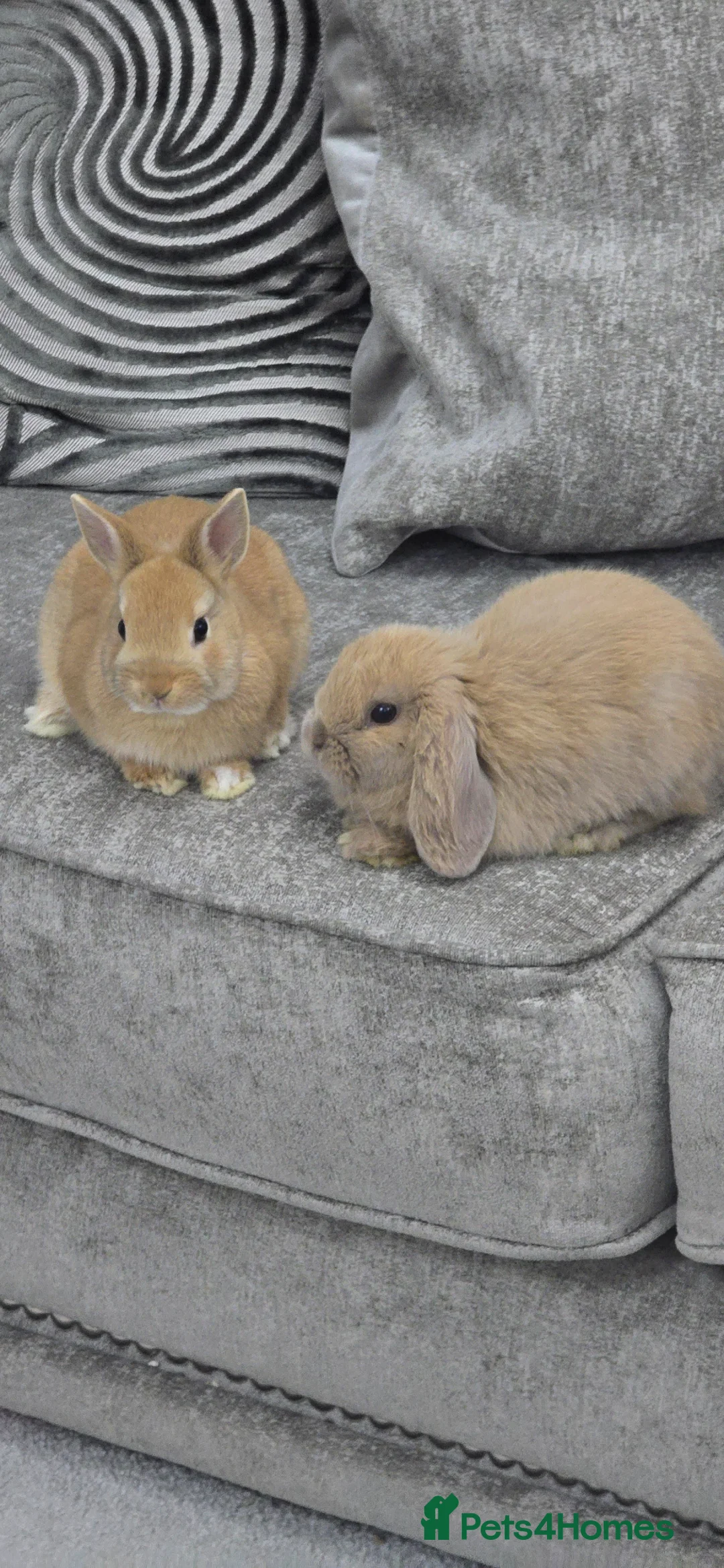 Netherland Dwarf rabbits for sale: Female Netherland dwarf for sale - Advert 2
