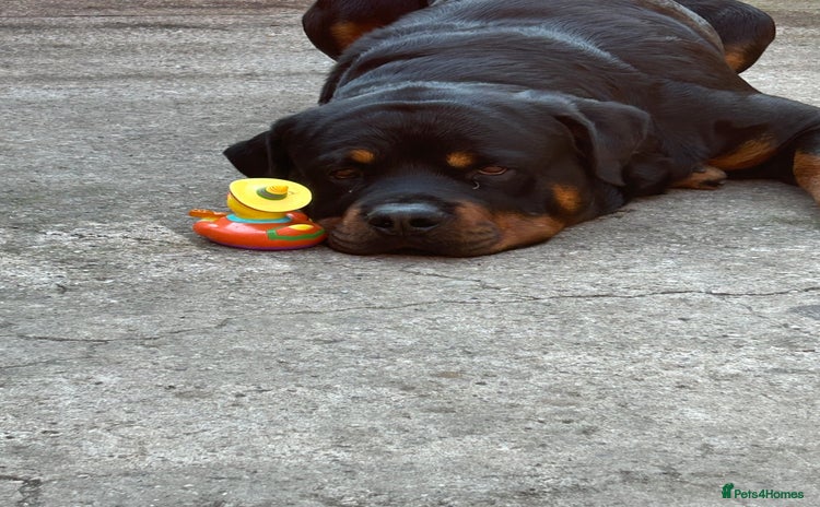 Rottweiler dogs - Advert 6