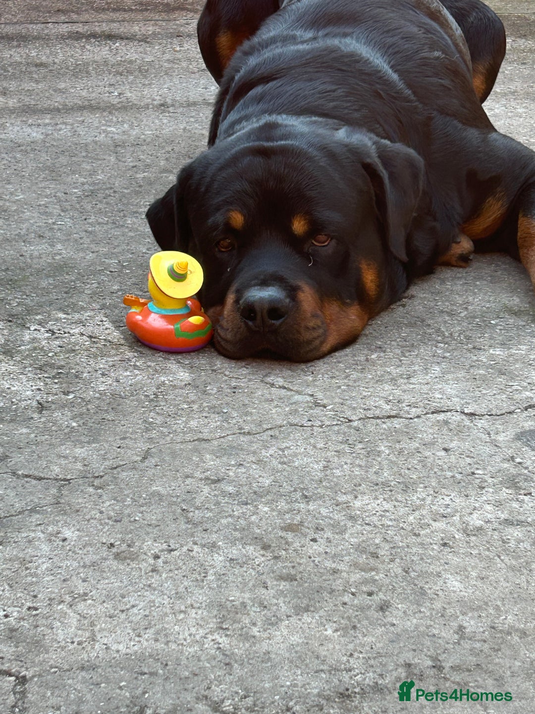 Rottweiler dogs for stud: Male Rottweiler for stud  - Image 1