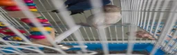 Mixed Breed birds for sale: Kakariki/ love birds  - Advert 9