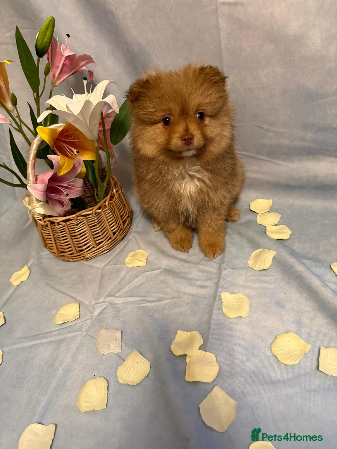 Pomeranian dogs for sale: Pomeranian puppies - Advert 20