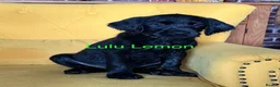 Labradoodle dogs for sale: Labradoodle Puppies - Advert 15