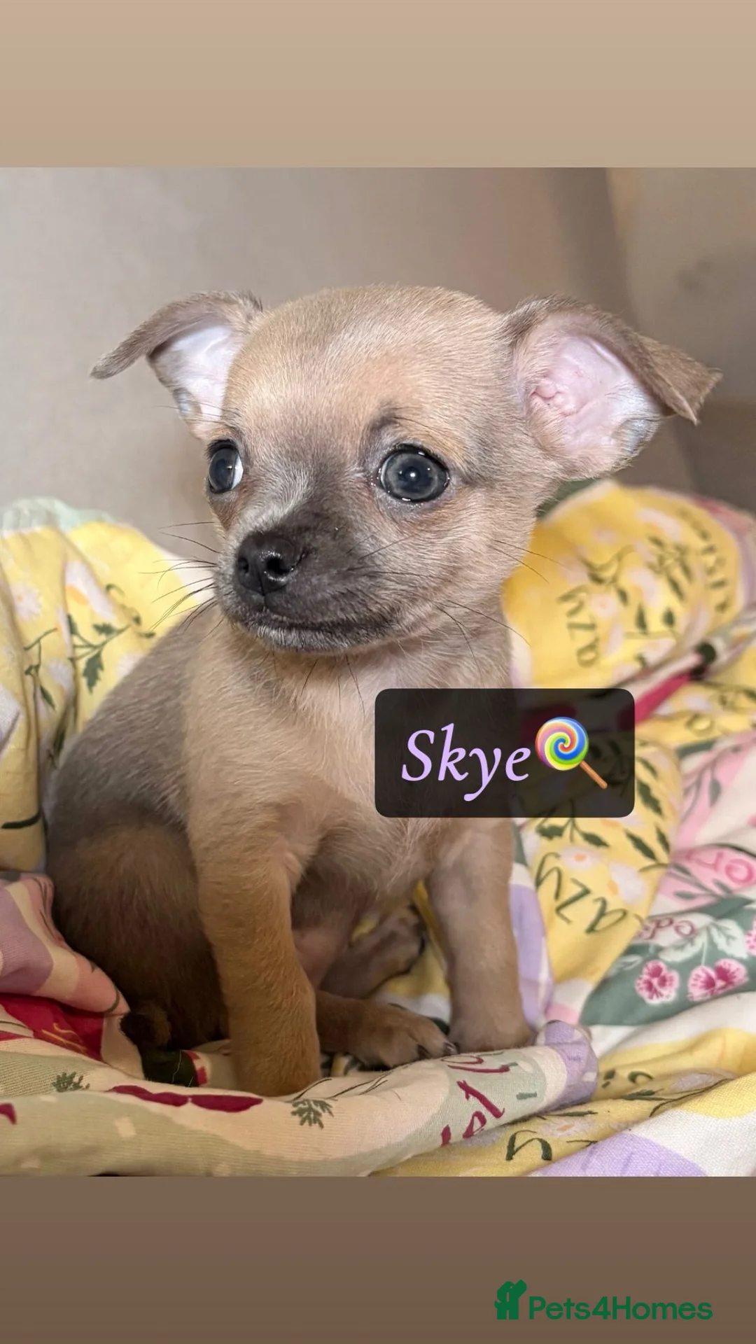 Chihuahua dogs for sale: Chihuahua Puppies💝 - Advert 5