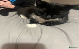 American Shorthair cats for sale: Two male cats Smudge 12 years old Oreo 3 years old - Image 3