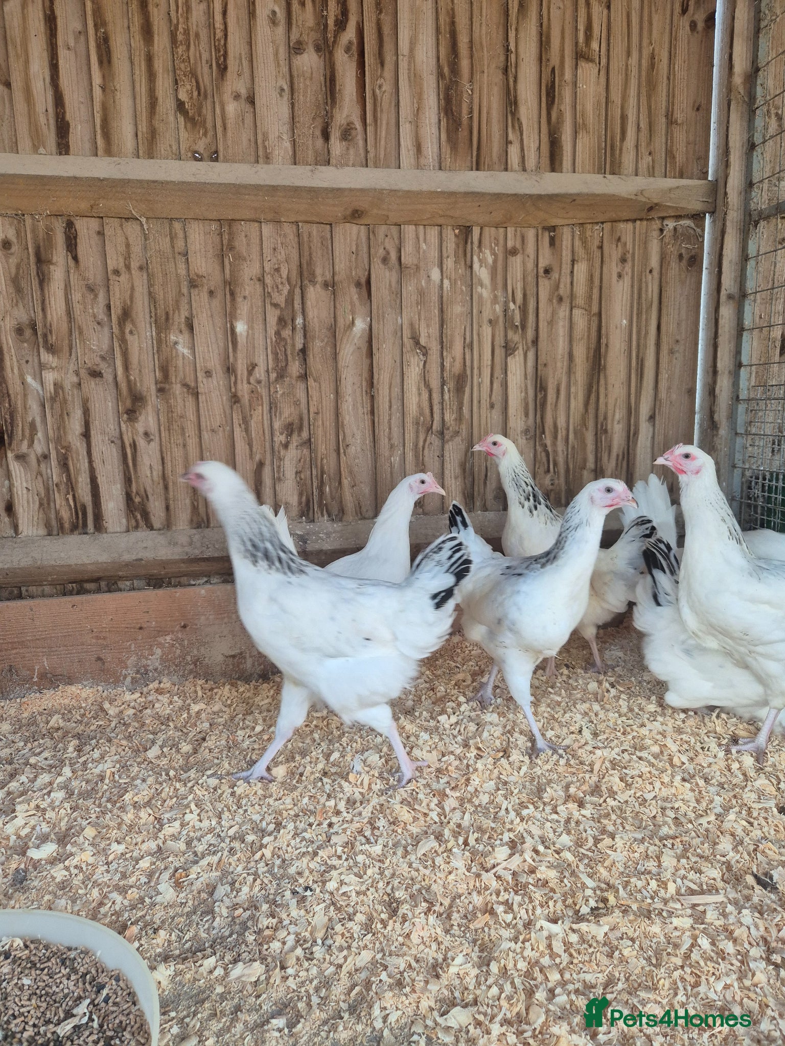 Chickens poultry for sale: Light sussex and white leggorn hens - Advert 6