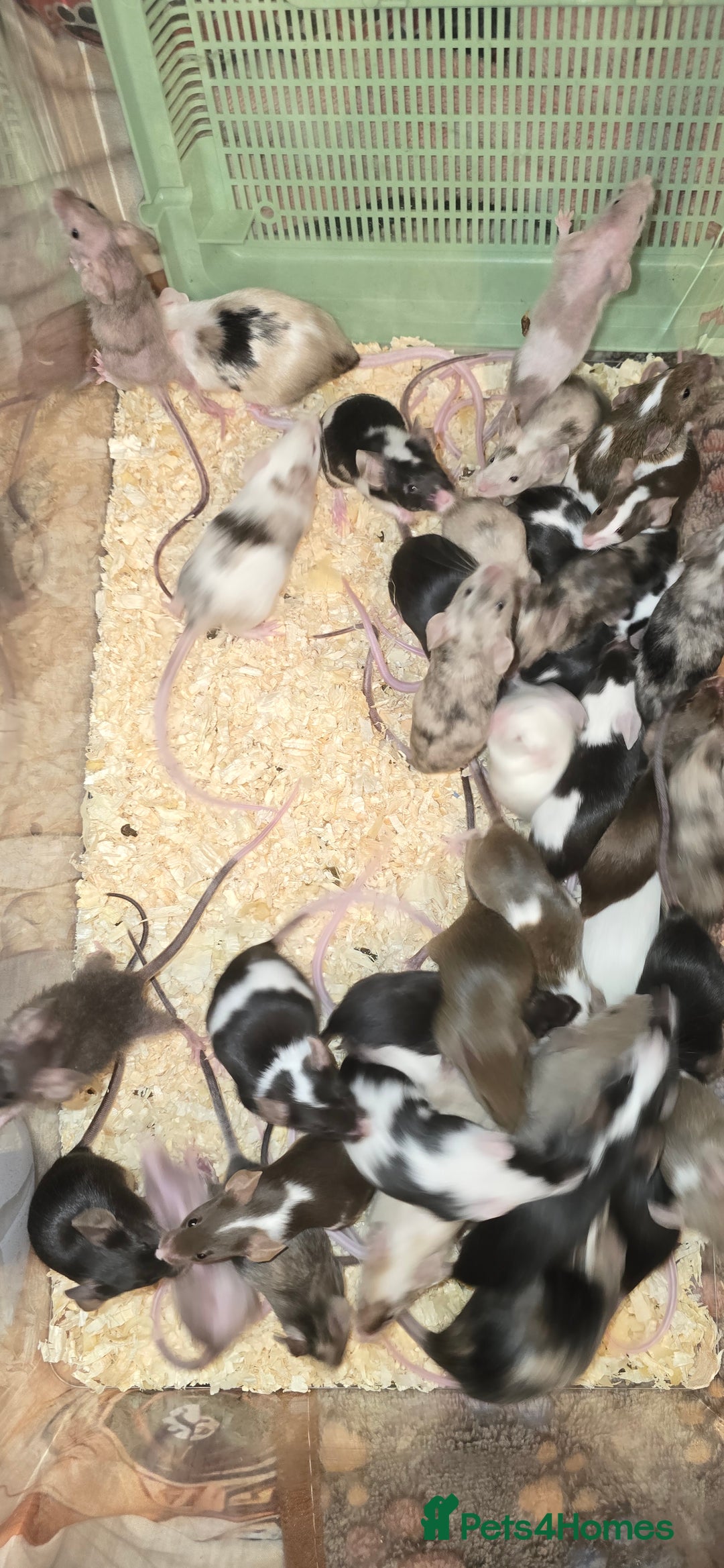 Mouse rodents for sale: Baby Fancy Mice, Mostly Females - Advert 4