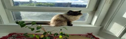 Ragdoll cats for sale: Male ragdoll looking for loving home - Advert 13