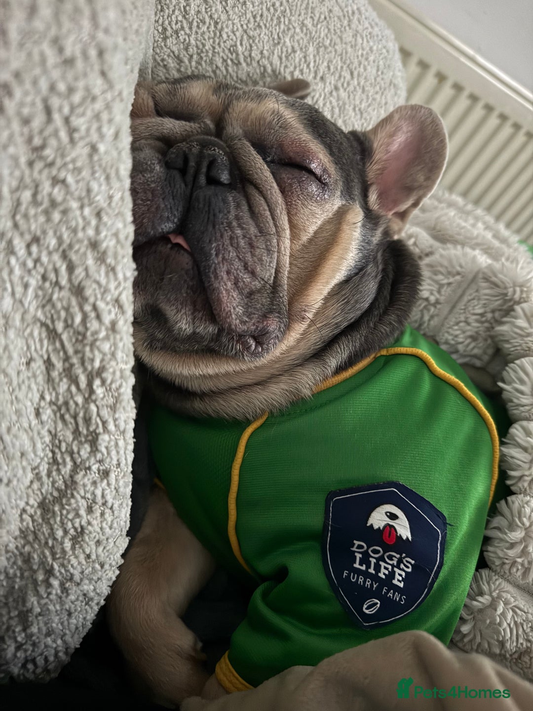 French Bulldog dogs for sale: Rehoming of Shelby and Stitch  - Advert 4