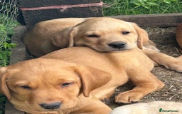 Labrador Retriever dogs for sale: Ready to go! KC reg Labradors (yellow/Foxred) - Image 1