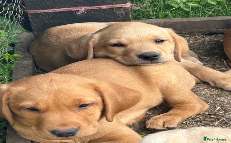 Labrador Retriever dogs - Advert 1