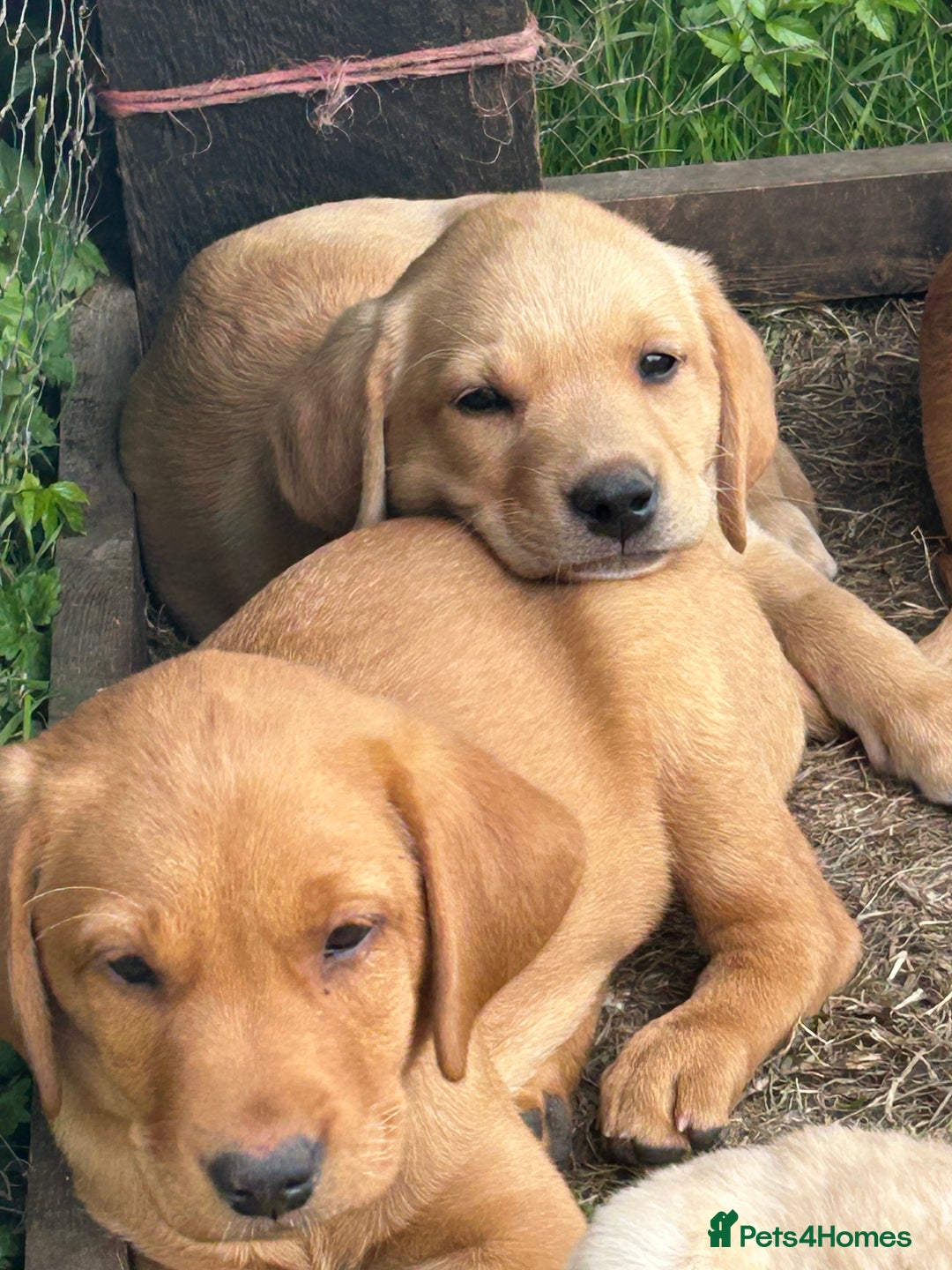 Labrador Retriever dogs for sale: Ready to go! KC reg Labradors (yellow/Foxred) - Image 1