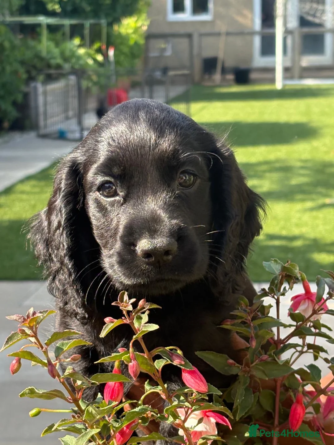 Cocker Spaniel dogs for sale: Cocker pups for sale  - Advert 2